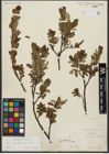 Foto von Salix waldsteiniana Willd.